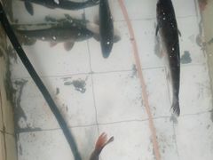 -庆岭迎宾园正宗活鱼馆