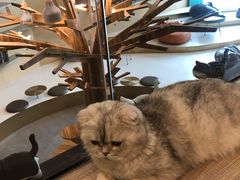 -飞行喵MR PILOT|猫舍·猫咖(静安大融城店)