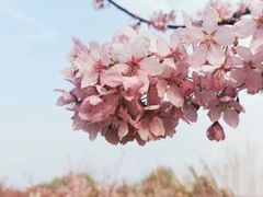 -古柏渡飞黄旅游区