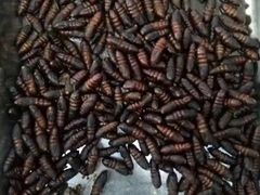 -昆虫窝子·特色云南菜(拓东路总店)