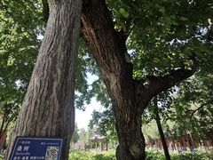 -洛阳白马寺