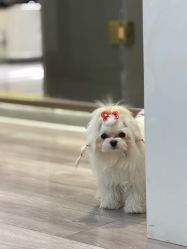 -染指坊日式美甲美睫设计中心