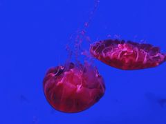 -江和美海洋公园