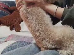 -多乐狗狗宠物训练工作室