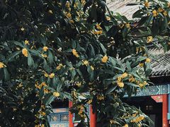 -龙潭水乡