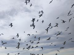 -海驴岛(荣成市)