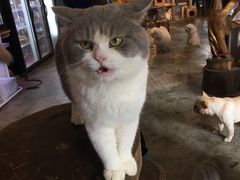 -more than meow吴止猫主题餐厅(承德 中船汇店)