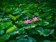 -西青郊野公园