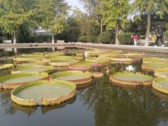 -石家庄市植物园