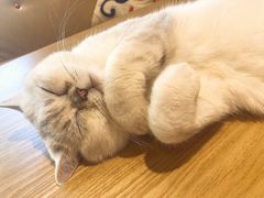 -藏猫猫咖啡主题馆(中央大道店)