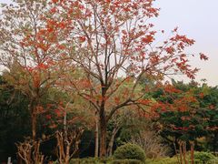 -深圳国际园林花卉博览园