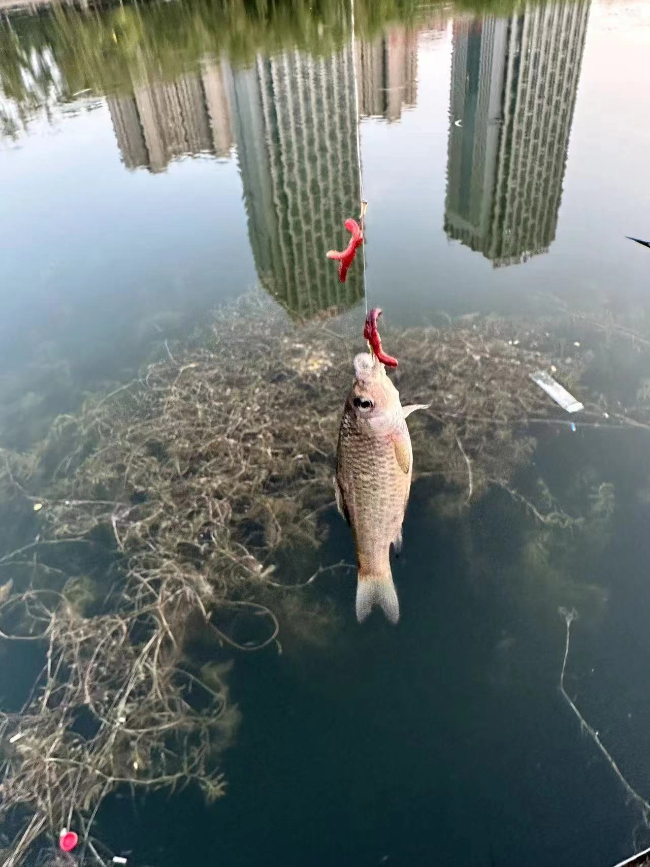 水鱼儿真实资料图片