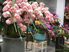 -溪岸路花鸟市场
