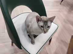 -安格丽娜·狗咖·猫咖羊驼咖(春熙路百盛商场店)