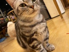 -猫咪派对(江南西店)