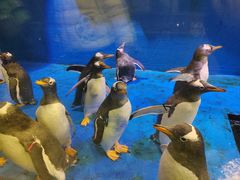 -华夏文旅海洋公园