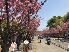 -嘉定紫藤园