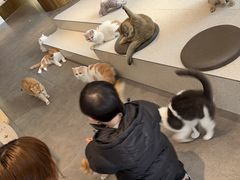 -飞行喵MR PILOT|猫舍·猫咖(静安大融城店)