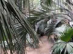 -呀路古热带植物园