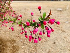 -永定河休闲森林公园