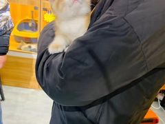 -欣宠猫屋·矮脚拿破仑·蓝金金渐层