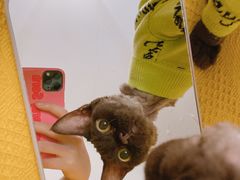 -momokira米努特·德文卷毛猫·棉花面纱犬
