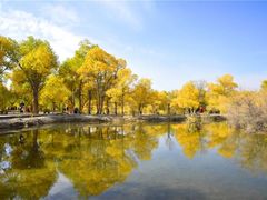 -金塔沙漠胡杨林景区