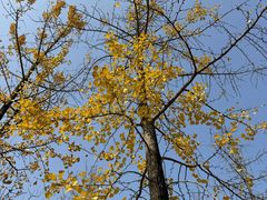 -重庆中央公园(渝北区)