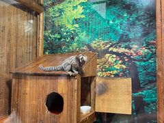 -上海大自然野生昆虫馆(东方明珠·爬宠昆虫探索中心)