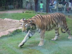 -上海野生动物园老虎餐厅
