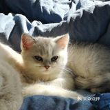 教你如何杜绝买到“星期猫”