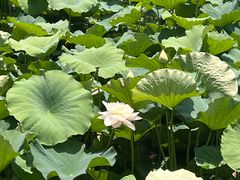 -重元寺香积厨素斋馆