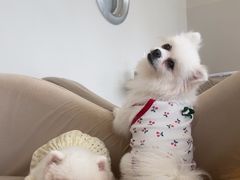 -怪兽屋·羊驼·猫咖·狗咖(俊华广场店)