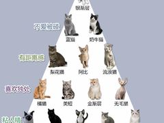 -爱洗澡的猫(天河路店)