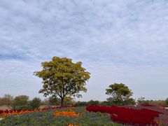 -泗洪洪泽湖湿地景区