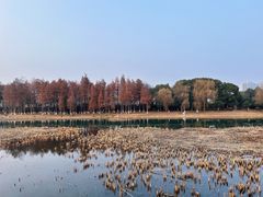 -苏州太湖湖滨国家湿地公园