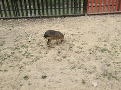 -合肥滨湖国家森林公园