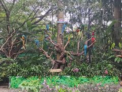 -广州长隆飞鸟乐园