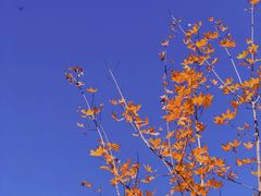 -北京西山国家森林公园