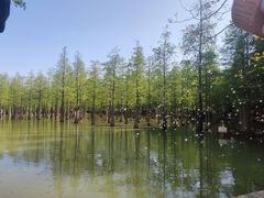 -泗洪洪泽湖湿地景区