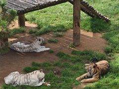 -西霞口神雕山野生动物世界