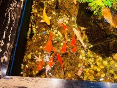 -隐炉和牛烧肉店(群力店)