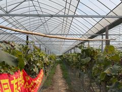 -马陆小张葡萄园农家乐