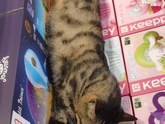 -猫的天空之城概念书店(丽江古城饮玉巷店)