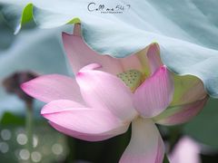 -荔湾湖公园