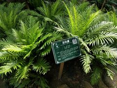 -广西壮族自治区药用植物园