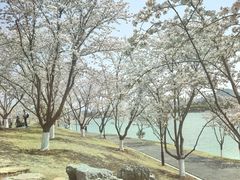 -羊山湖公园