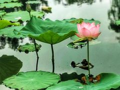 -惠州西湖风景名胜区-丰渚园