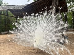 -秦皇岛野生动物园