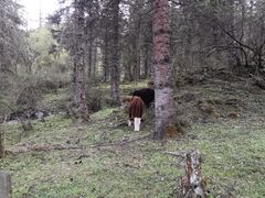 -硗碛藏寨·神木垒景区